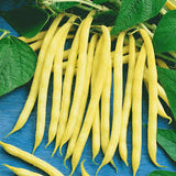 Bean - Golden Butterwax (Seeds)