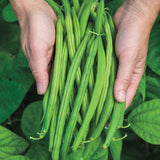 Bean - Provider (Green Bush Bean) (Seeds)
