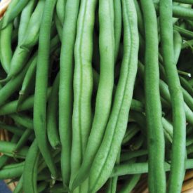 Bean - Provider (Green Bush Bean) (Seeds)