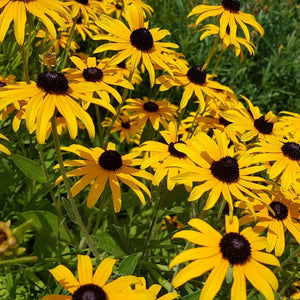 Rudbeckia - Goldsturm (Seeds)