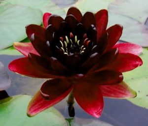 Water Lily - Black Princess (Dark Red)