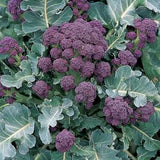 Broccoli - Early Purple Sprouting (Seeds)