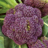 Broccoli - Early Purple Sprouting (Seeds)