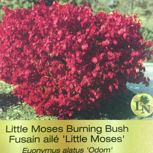 Burning Bush - Little Moses