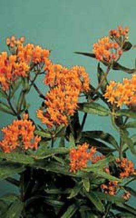 Butterfly Weed - Asclepias (Seeds)