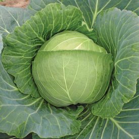 Cabbage - Brunswick Sauerkraut (Seeds)