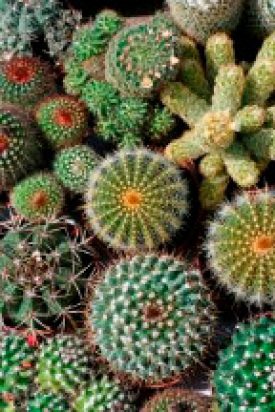 Cactus - Mixed Varieties (Seeds)
