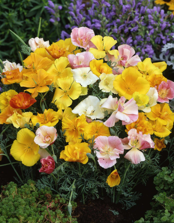 California Poppy - Mission Bells Mixed (Seeds)