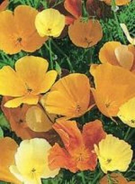 California Poppy (Eschscholtzia) - Mixed Colours (Seeds)