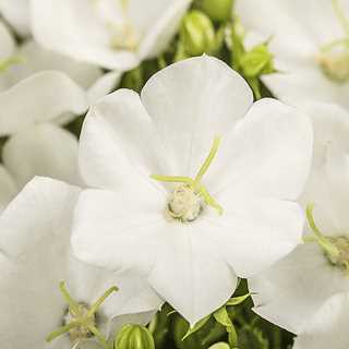 Campanula - Rapido White