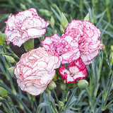 Carnation - Chabauds Giant (Seeds)