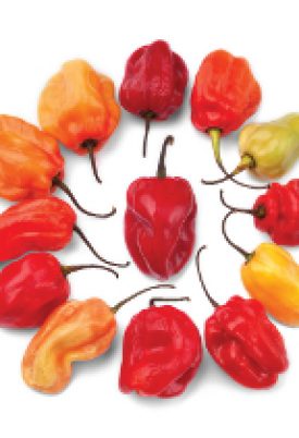 Pepper - Caribbean Red Hot (Hot Pepper) (Seeds)