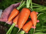 Carrot - Kuroda (Seeds)