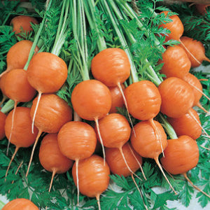 Carrot - Parisian (Seeds)