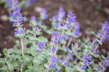 Catmint (Seeds)