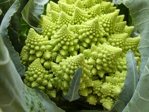 Cauliflower - Romanesco (Seeds)