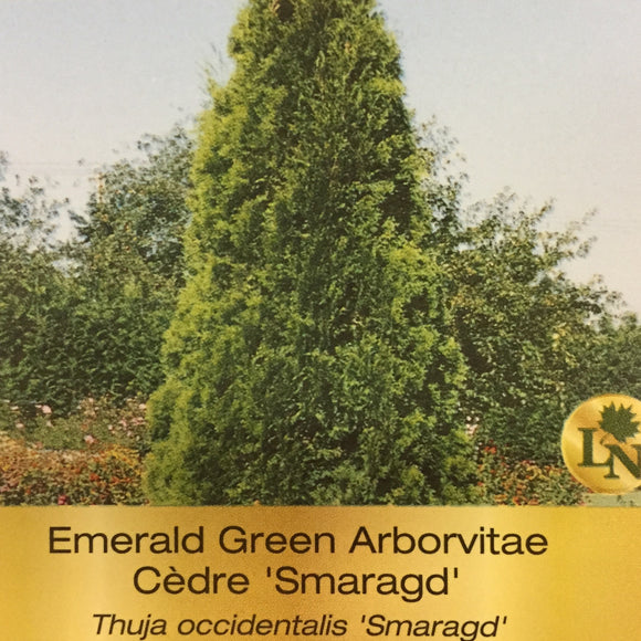 Cedar - Emerald