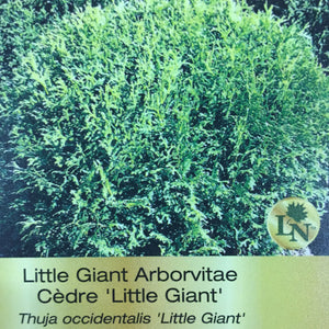Globe Cedar - Little Giant