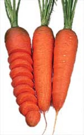 Carrot - Chantenay Red (Seeds)