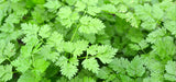 Chervil (Seeds)