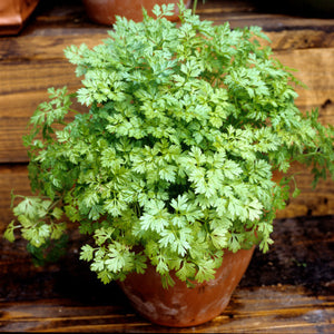 Chervil (Seeds)