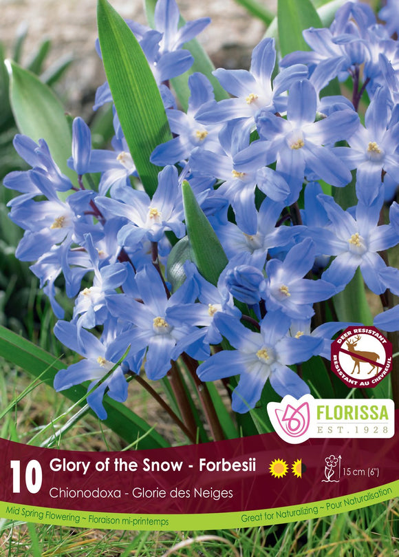 Chionodoxa Bulbs - Glory of the Snow Forbesii