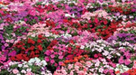 Impatiens - Choice Mixed (Seeds)