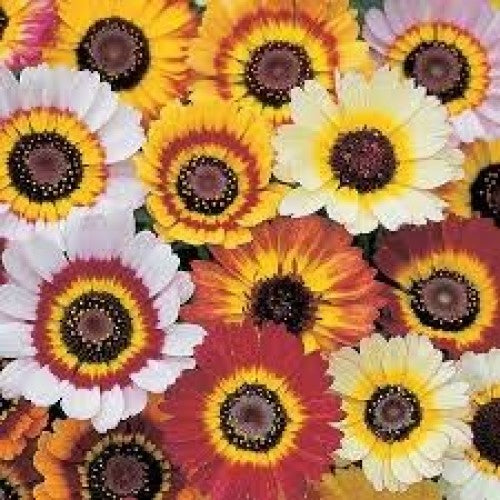 Chrysanthemum - Formula Mixed (Seeds)
