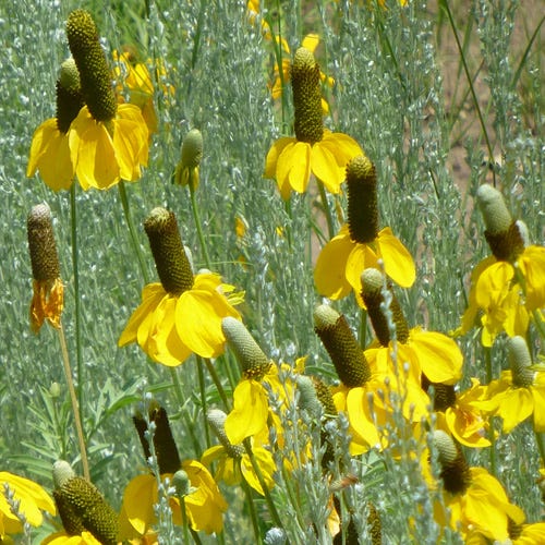 Coneflower - Dwarf Yellow Prairie (Ratibida columnifera) (Seeds)