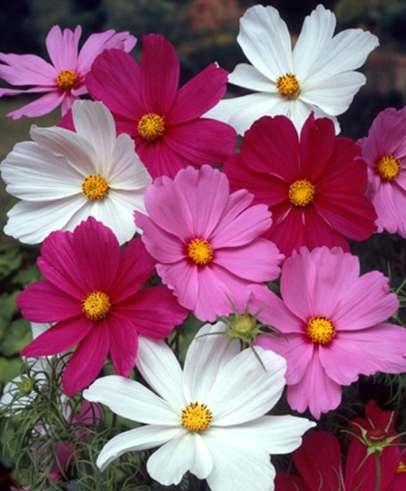 Cosmos - Early Sensation Mixed (Seeds)