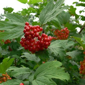 Cranberry (Viburnum) - Highbush