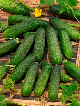 Cucumber - Corentine (Seeds)