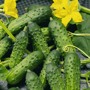 Cucumber - Calypso Hybrid