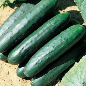 Cucumber - Japanese Long (Seeds)