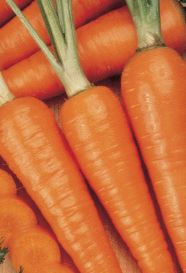 Carrot - Danvers Half-Long (Seeds)
