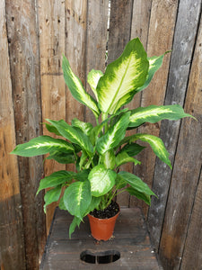 Dieffenbachia - Camille (Dumb Cane)