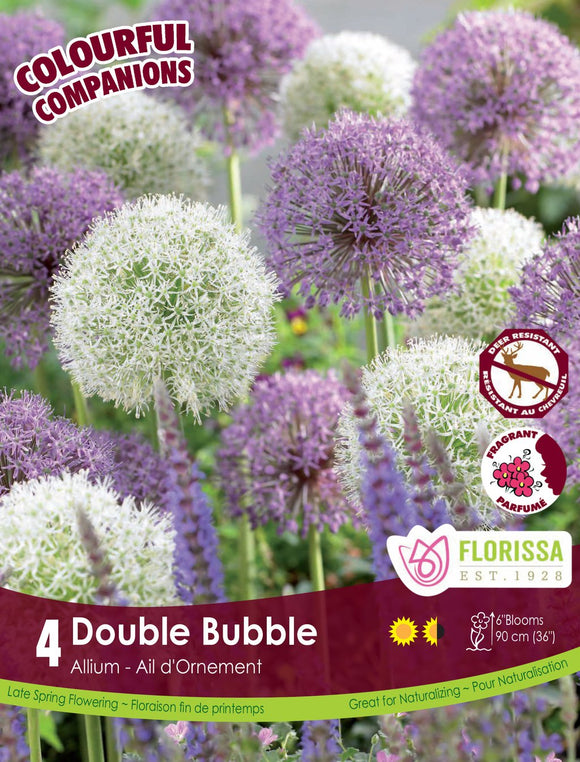 Allium Bulbs - Double Bubble