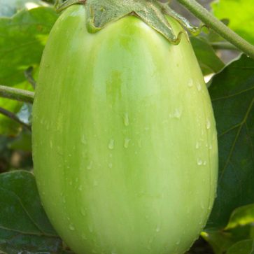 Eggplant - Green Punjab (Seeds)