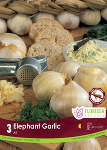 Garlic Bulbs - Elephant Tops