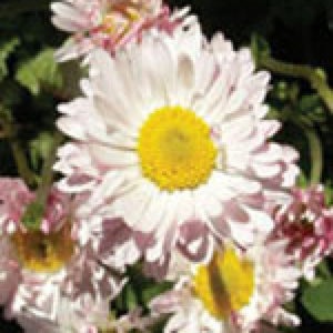 English Daisy - Bells Giant Double Mixed (Seeds)
