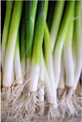 Onion - Evergreen Bunching Organic (Seeds)