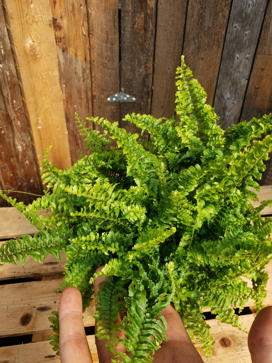 Fern - Fluffy Ruffles – Sunset Nursery