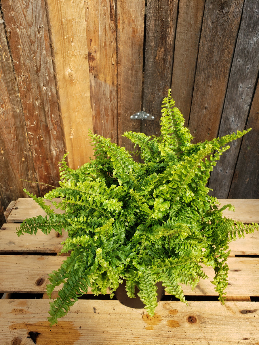 Fern - Fluffy Ruffles – Sunset Nursery