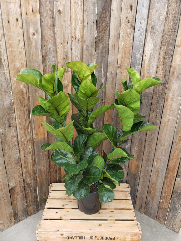 Ficus Lyrata (Fiddle Leaf Fig) - 3 plants per pot (Bush)
