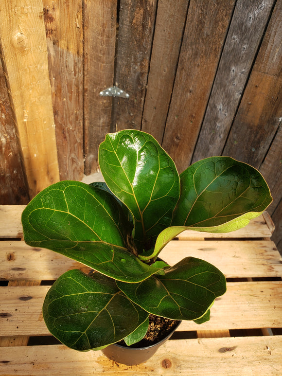 Ficus Lyrata (Fiddle Leaf Fig) - Dwarf Bambino