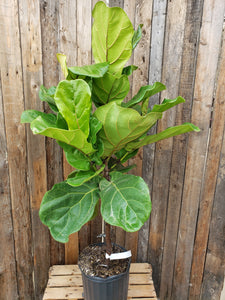 Ficus Lyrata (Fiddle Leaf Fig) - Standard