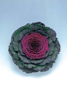 Flowering Cabbage - Pigeon Purple 4.5"