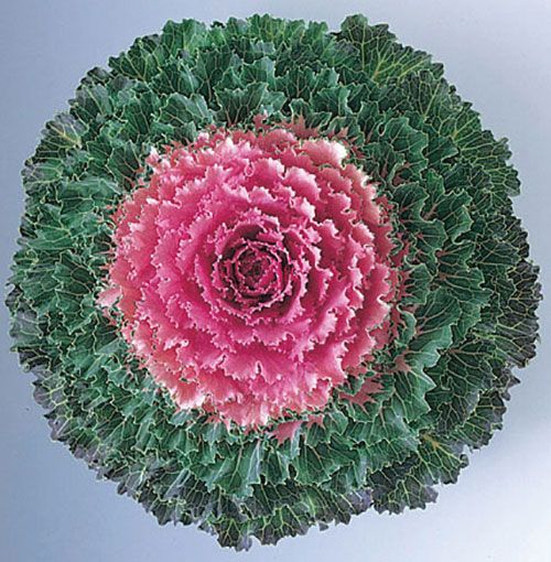 Flowering Cabbage - Songbird Pink 1 GAL