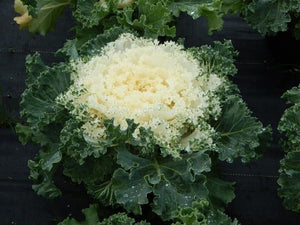 Flowering Kale - Kamome White 4.5"