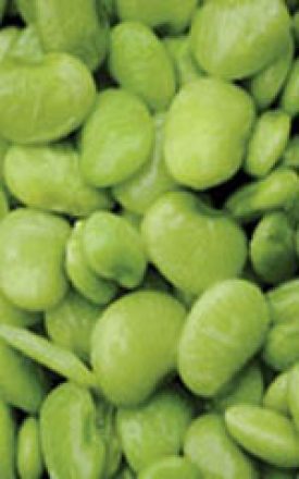 Bean - Fordhook Lima Bush Bean (Lima Bean) (Seeds)